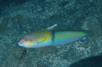 Halichoeres garnoti, Yellowhead wrasse: aquarium