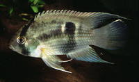 Cleithracara maronii, Keyhole cichlid: aquarium