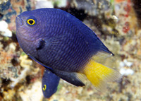 Pomacentrus imitator, Imitator damsel: