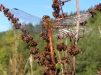 Sympetrum striolatum