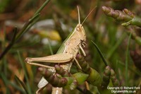 Chorthippus albomarginatus - Lesser Marsh Grasshopper