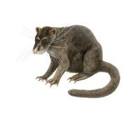 Image of: Cynogale bennettii (otter civet)