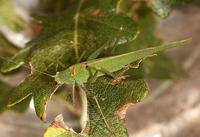 Phaneroptera nana