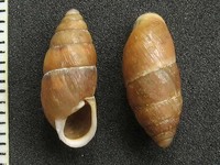 Mastus rossmaessleri
