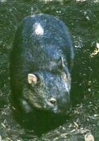 Image of: Vombatus ursinus (coarse-haired wombat)