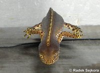 Triturus alpestris cyreni