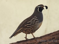 Callipepla californica - California Quail