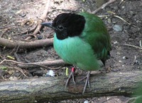 Pitta sordida - Hooded Pitta