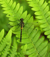 Image of: Leucorrhinia frigida