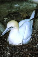 Sula bassana - Northern Gannet