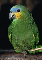 Amazona amazonica - Orange-winged Parrot