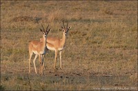 Gazella granti - Grant's Gazelle