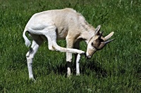 Addax nasomaculatus - Addax