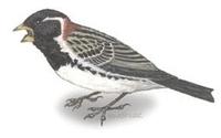 Image of: Calcarius lapponicus (Lapland longspur)