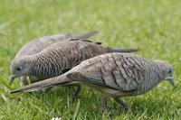 Image of: Geopelia striata (zebra dove)