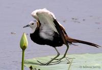 Image of: Hydrophasianus chirurgus (pheasant-tailed jacana)