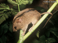 Sicista betulina - Northern Birch Mouse