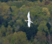 Image of: Sterna caspia (Caspian tern)