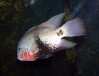 Vieja maculicauda - Blackbelt Cichlid