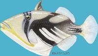 Image of: Rhinecanthus aculeatus (picasso fish)