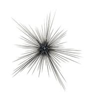 Image of: Diadema savignyi