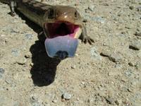 Tiliqua nigrolutea - Blotched Blue-Tongued Lizard