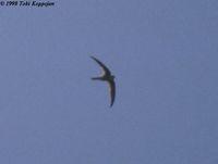 Asian Palm Swift - Cypsiurus balasiensis