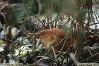 Cinnamon Bittern - Ixobrychus cinnamomeus