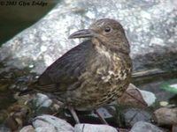 Long-billed Thrush - Zoothera monticola