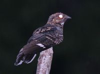 Mees's Nightjar - Caprimulgus meesi