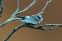 Black faced Woodswallow