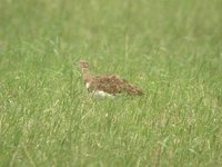 Little Bustard - Tetrax tetrax