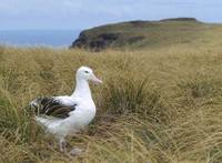 (Gibson's) Wandering Albatross (Diomedea (exulans) gibsoni) photo