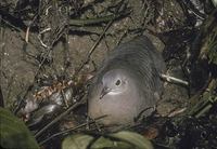 Little Tinamou (Crypturellus soui) photo