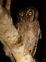 Tropical Screech-Owl - Megascops choliba