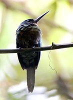 Purplish Jacamar - Galbula chalcothorax