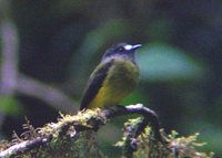 Ornate Flycatcher - Myiotriccus ornatus