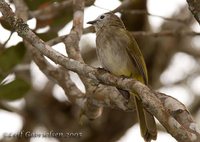 Flavescent Bulbul - Pycnonotus flavescens