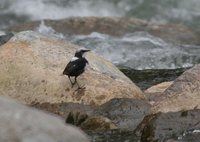 White-capped Dipper - Cinclus leucocephalus