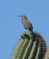 Cactus Wren - Campylorhynchus brunneicapillus