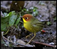 Chestnut-headed Tesia - Tesia castaneocoronata