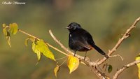 Indian Robin - Saxicoloides fulicata