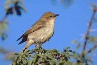 Sicklewing Chat - Cercomela sinuata