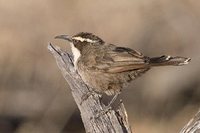 White-browed Babbler - Pomatostomus superciliosus