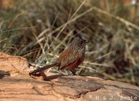 Dusky Grasswren - Amytornis purnelli