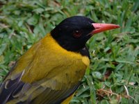 African Black-headed Oriole - Oriolus larvatus