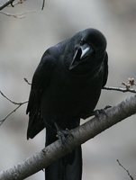 Large-billed Crow - Corvus macrorhynchos