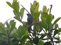 Greater Flowerpiercer - Diglossa major