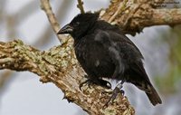 Common Cactus-Finch - Geospiza scandens