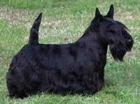 Scottish Terrier (Scottie)